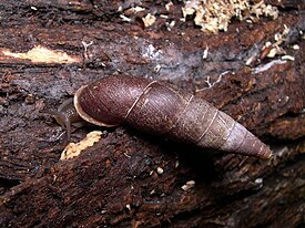 Megalophaedusa martensi -sulkukotilo