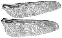 Wing venation of Meganeura monyi, redrawn after Brongniart (1893, Pl. XLI) Meganeura monyi wings Brongniart 1893.png