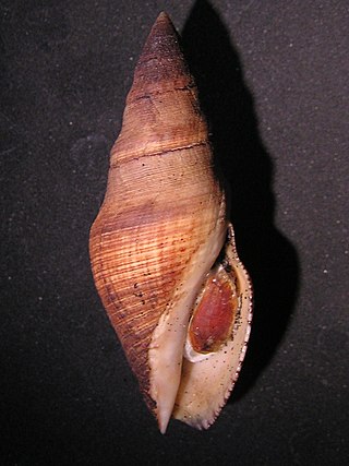 <i>Megasurcula stearnsiana</i> Species of gastropod