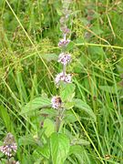 Mentha arvensis x aquatica-Salzburg, Untersberggebiet, Großgmain, südlich Freilichtmuseum-bE-HdN-1274a.jpg