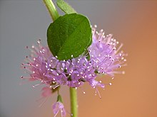 Mentha pulegium - Wikipedia, la enciclopedia libre