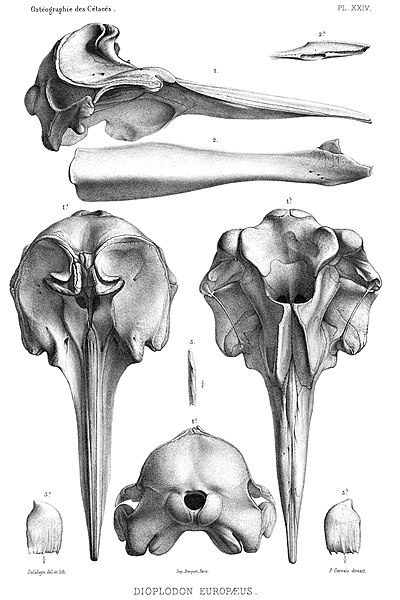 File:Mesoplodon europaeus.jpg