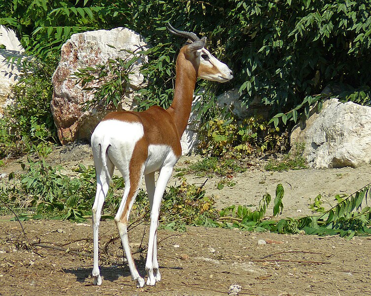 File:Mhorr Gazelle, Zoo, Budapest.jpg