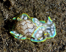 Une bulle miniature à lignes ondulées (Micromelo scriptus)