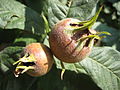 Mespilus germanica fruit