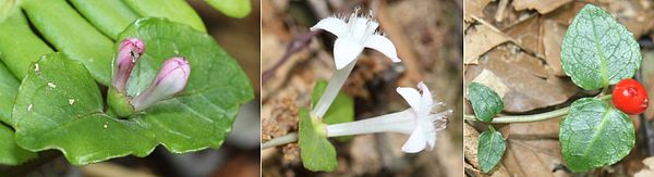 左：子房が合着した2個の蕾 中：漏斗状の先端が4裂した白い花（雄蘂は4個） 右：赤い果実、2個の花の萼の痕が表面に残る