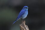 Thumbnail for File:Mountain Bluebird Oregon.jpg