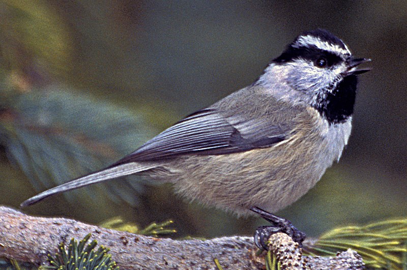 File:Mountain Chickadee, Santa Fe Ski Area (cropped).jpg