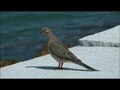 File:Mourning Dove on seawall.ogv