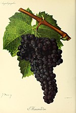 Vignette pour Mourvèdre