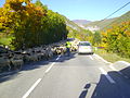 Mouton sur la route de Entrevaux a Annot 0565.JPG