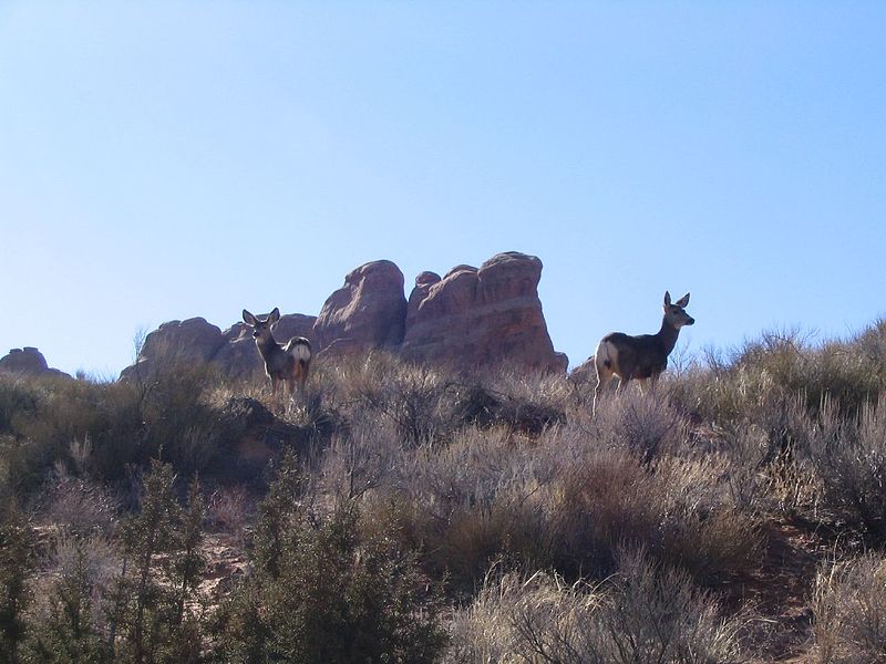 File:Mule Deer, Landscape Arch, Devils Garden, Arches National Park, Moab, Utah (68896642).jpg