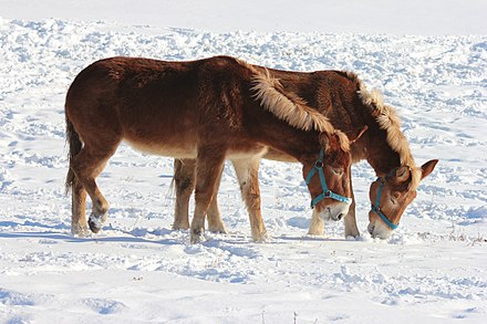 Mules exist in a variety of colors and sizes; these mules had a draft mare for a mother.