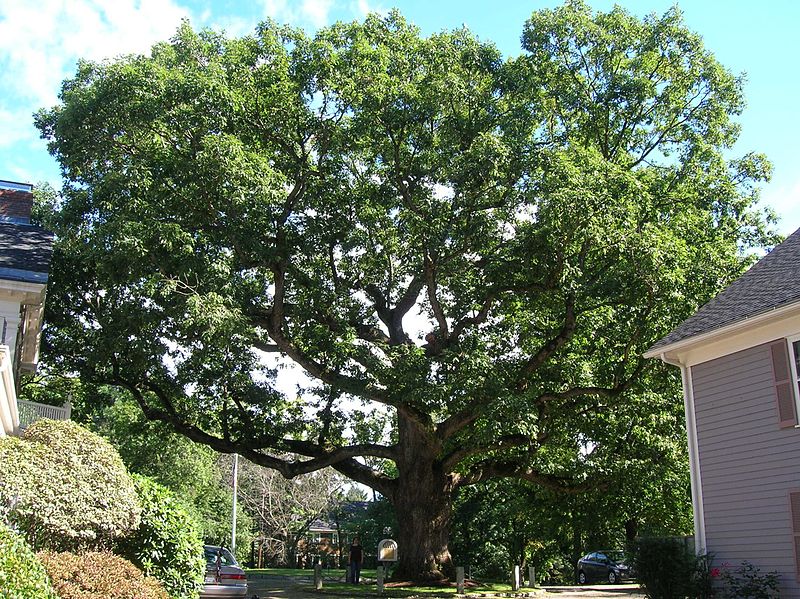File:Mullikan Oak Tree - Lexington, MA - September 2012.jpg