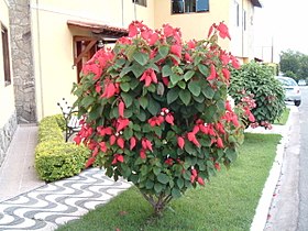 Mussaenda erythrophylla