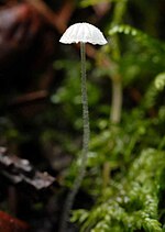 Thumbnail for Mycena adscendens