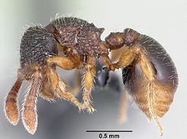 Myrmecina guangxiensis