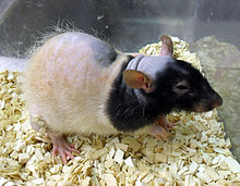 A Rowett nude rat Nackratte 01.jpg