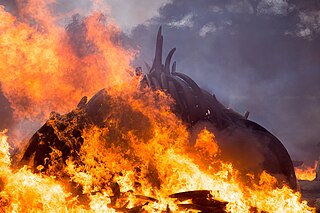 <span class="mw-page-title-main">Destruction of ivory</span> Technique used to deter the poaching of elephants