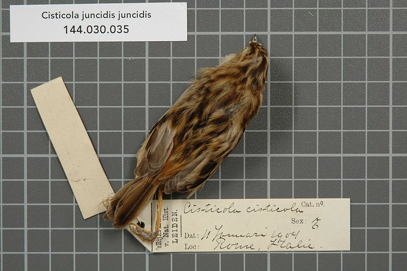 File:Naturalis Biodiversity Center - RMNH.AVES.137062 1 - Cisticola juncidis juncidis (Rafinesque, 1810) - Sylviidae - bird skin specimen.jpeg