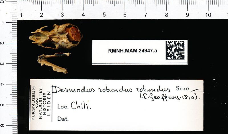 File:Naturalis Biodiversity Center - RMNH.MAM.24947.a pal - Desmodus rotundus - skull.jpeg