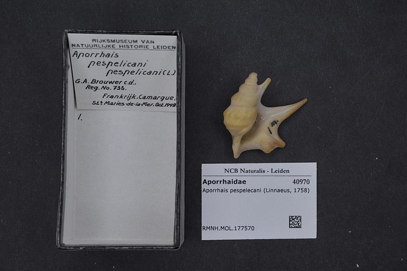 File:Naturalis Biodiversity Center - RMNH.MOL.177570 - Aporrhais pespelecani (Linnaeus, 1758) - Aporrhaidae - Mollusc shell.jpeg