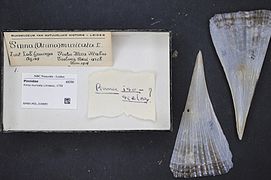 Naturalis Biodiversity Center - RMNH.MOL.318885 - Pinna muricata Linnaeus, 1758 - Pinnidae - Mollusc shell.jpeg