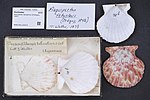 Miniatura para Aequipecten tehuelchus