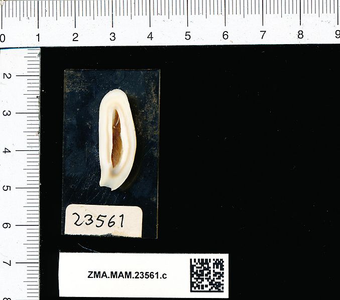 File:Naturalis Biodiversity Center - ZMA.MAM.23561.c reg - Phoca vitulina Linnaeus, 1758 - tooth-teeth.jpeg