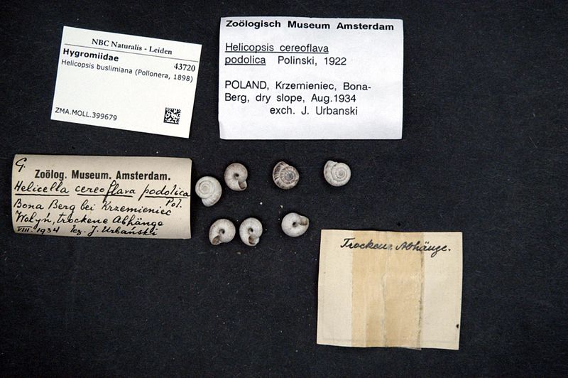 File:Naturalis Biodiversity Center - ZMA.MOLL.399679 1 - Helicopsis buslimiana (Pollonera, 1898) - Hygromiidae - Mollusc shell.jpeg