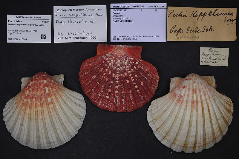 File:Naturalis Biodiversity Center - ZMA.MOLL.416704 - Pecten keppelianus Sowerby, 1905 - Pectinidae - Mollusc shell.jpeg