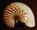 Nautilus macromphalus