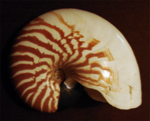 Nautilus macromphalus.png