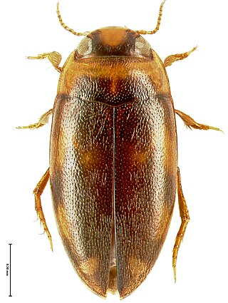 <i>Neobidessodes mjobergi</i> Species of beetle