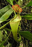 Nepenthes copelandii