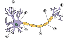 איור של תא עצב. המעטפת הצהובה מסמלת את המיאלין