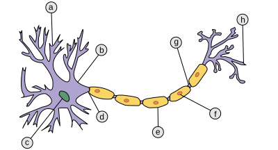 File:Neuron, LangNeutral.svg