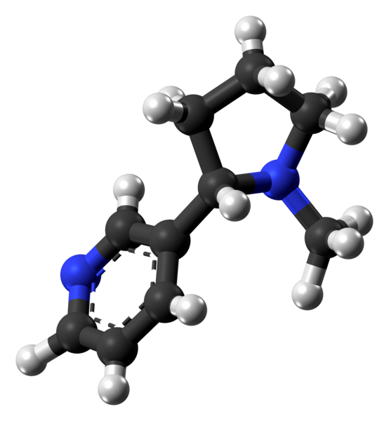 File:Nicotine molecule ball from xtal.png