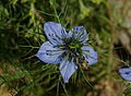 Nigella damascena Deutsch: Nigella damascena, Jungfer im Grünen