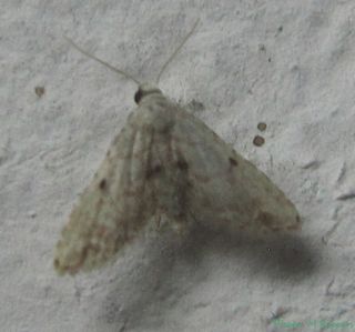 <i>Araeopteron</i> Genus of moths