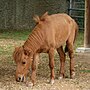 Vignette pour Noma (cheval)