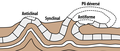 Figure 1 : schéma indiquant les principales configurations de plis géologiques.