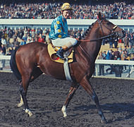 Foto eines braunen Pferdes und seines Jockeys, die auf der Spur einer Rennbahn gehen.