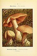 Nouvel atlas de poche des champignons comestibles et vénéneux (Pl. 35) (6459638939).jpg