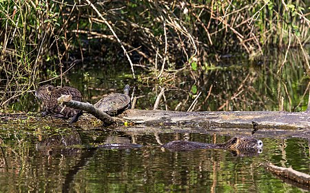 Nutria Familie