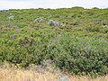 OIC Eglinton 2006 vegetation N of Pipidinny 2.jpg