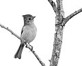 Thumbnail for File:Oak Titmouse (52444325623).jpg