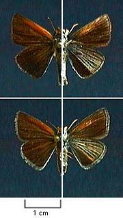 <i>Oarisma poweshiek</i> Species of butterfly