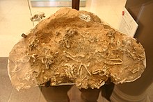 Ochotona sp. fossils Ochotona sp.jpg