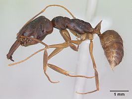 Odontomachus meinerti